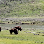 Yellowstone Bison