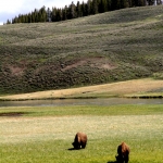 A wider shot of the bison