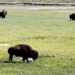 Wyoming Bison grazing in Yellowstone
