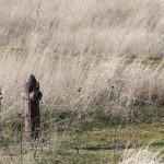 Hydrant at Stonehenge. Maryhill, Washington