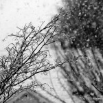 IMG_3530