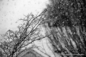 IMG_3530