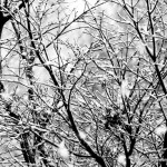 IMG_3532