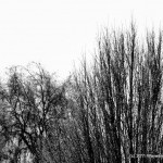 IMG_3547