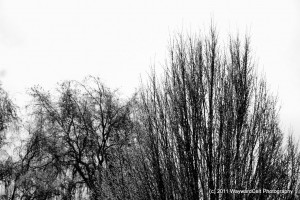 IMG_3547
