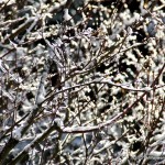 IMG_3562