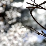 IMG_3566
