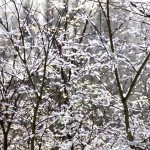 IMG_3571