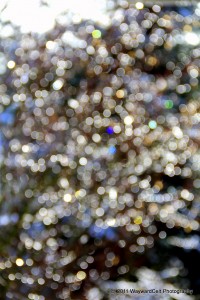 IMG_3600