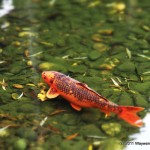 photo (15)