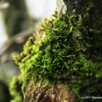 photo (9)
