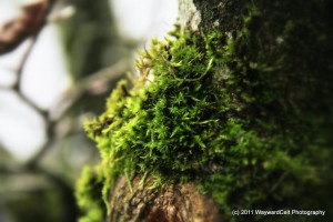 photo (9)